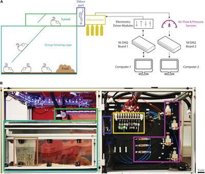 High-Throughput Automated Olfactory Phenotyping of Group-Housed Mice